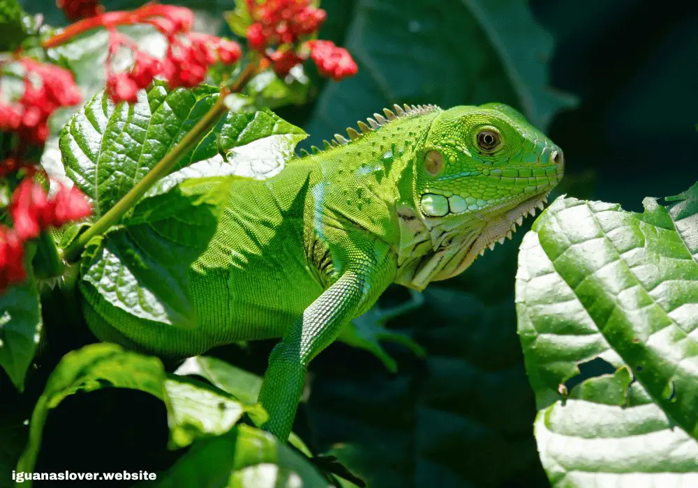 About Us - iguanas lover